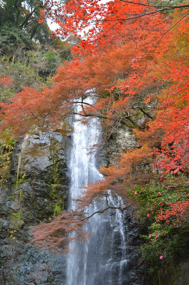 箕面の滝5