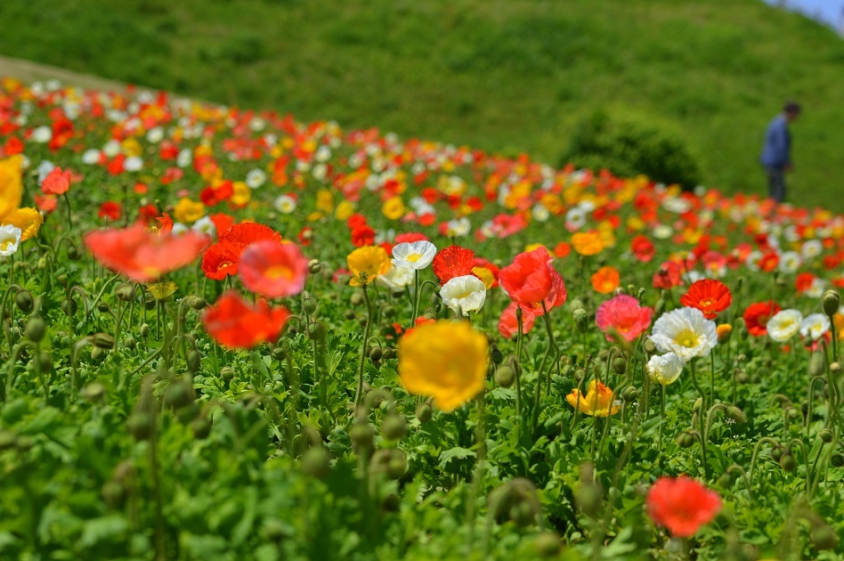 あわじ花さじき9