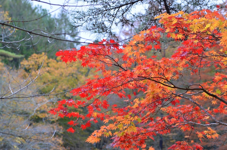 紅葉1