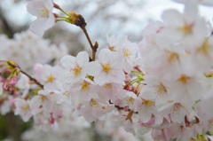 篠山の桜1