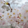 篠山の桜1