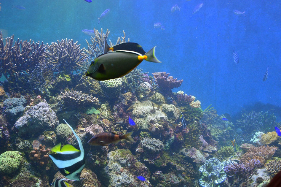 須磨水族館5