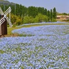 淡路国営明石海峡公園～その3～