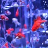 アートアクアリウム3