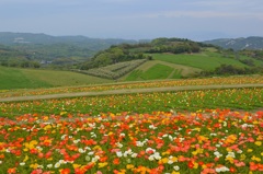 あわじ花さじき2015②