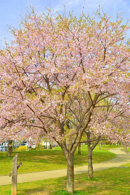 近所お散歩～桜3～