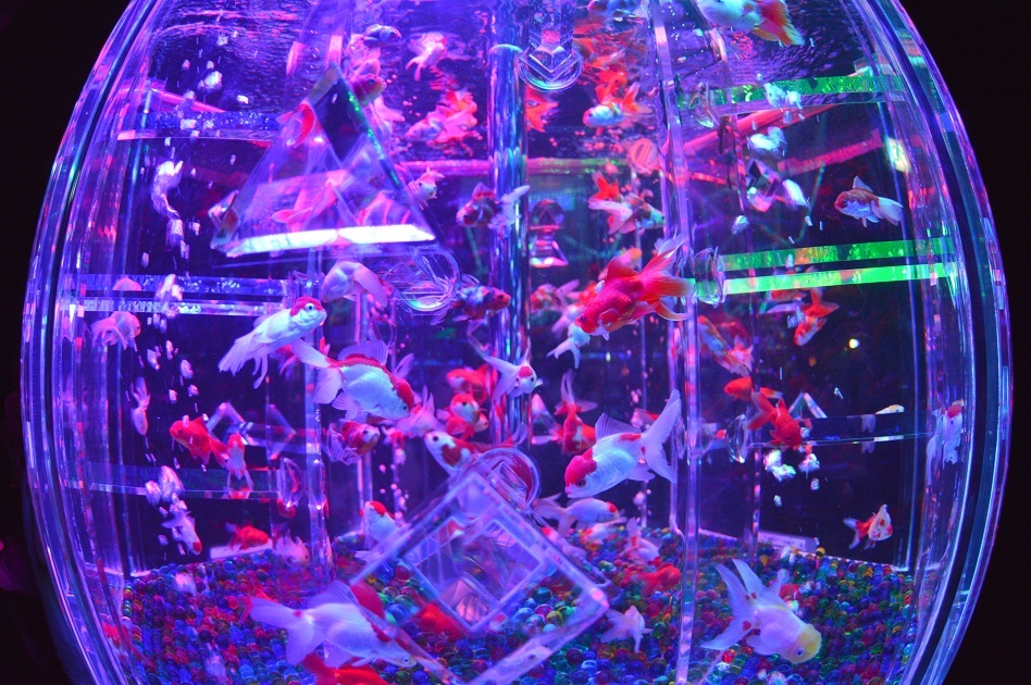 アートアクアリウム8