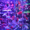 アートアクアリウム8