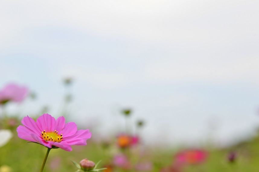 あわじ花さじきコスモス1