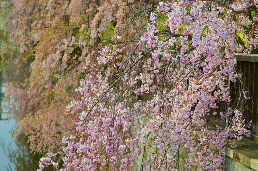 近所お散歩～桜4～