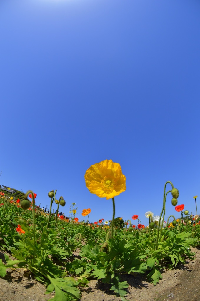 あわじ花さじき5
