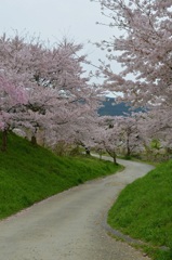 篠山の桜6