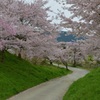 篠山の桜6