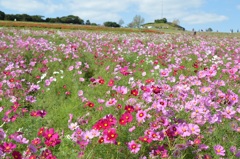 あわじ花さじき～その3～