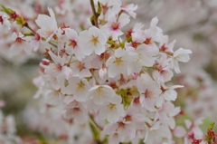 篠山の桜4