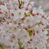 篠山の桜4