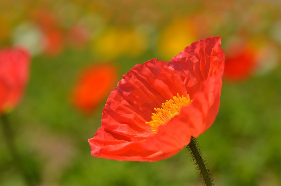 あわじ花さじき10