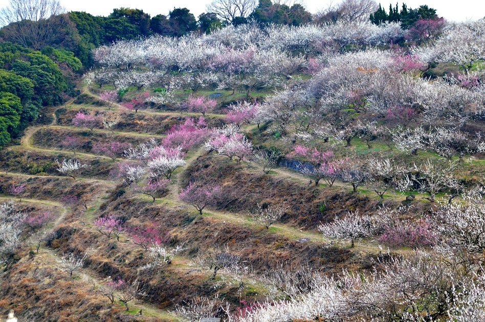 綾部山梅林2