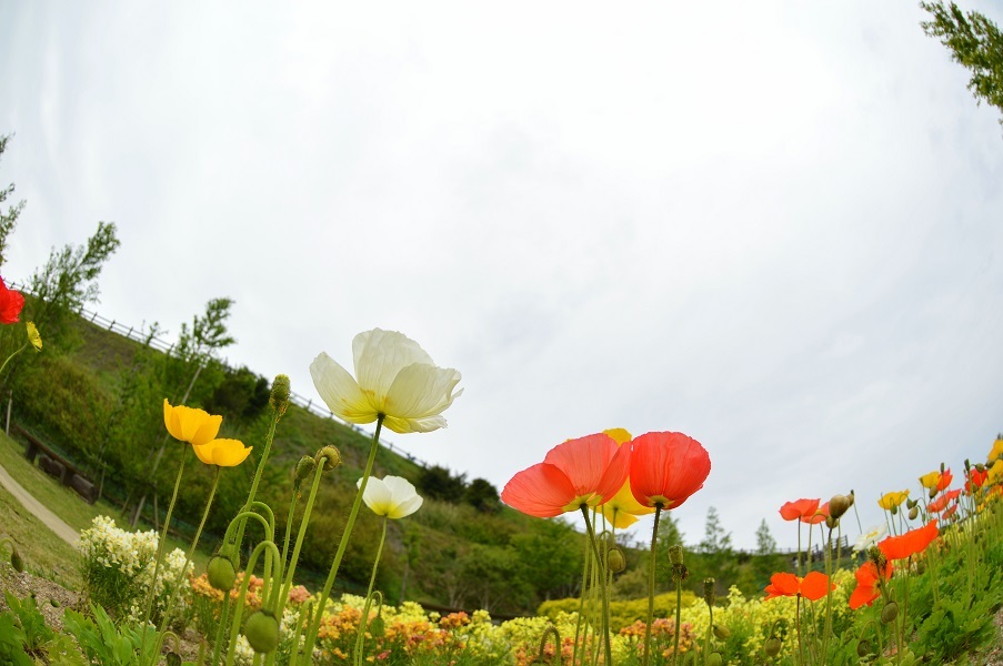 あわじ花さじき2015⑥