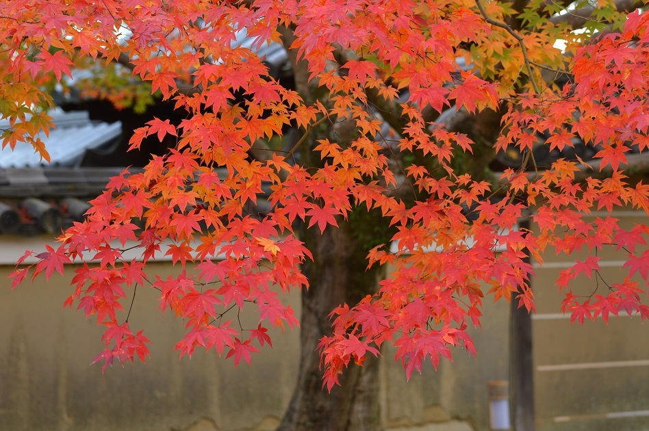 紅葉～高台寺～