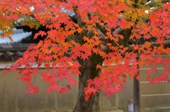 紅葉～高台寺～