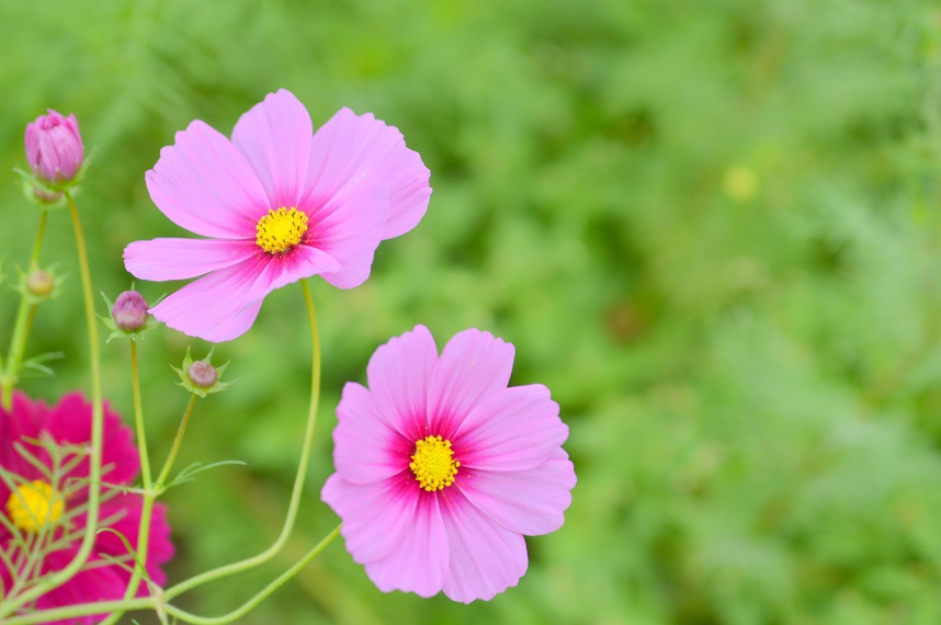 あわじ花さじきコスモス3