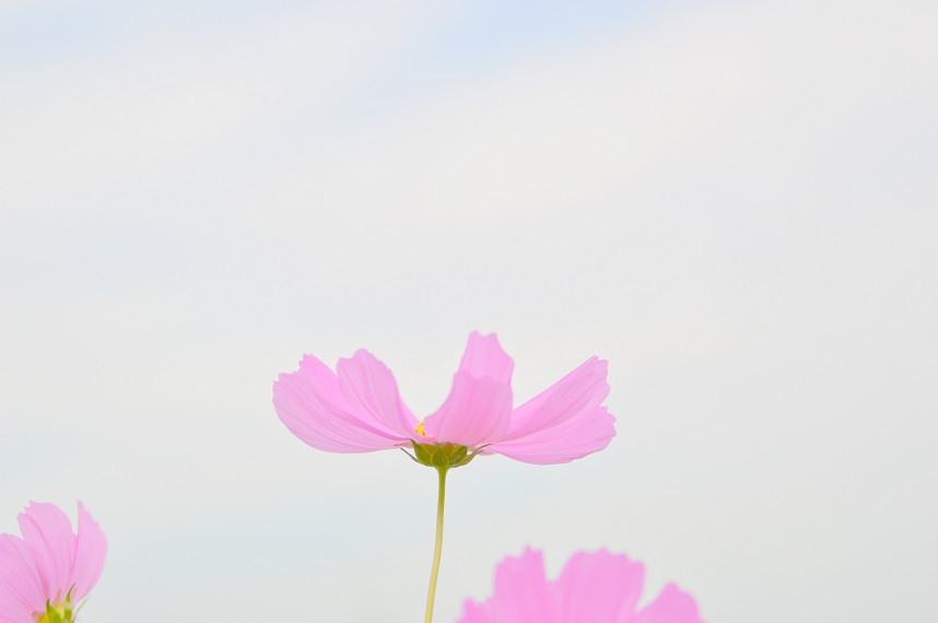 あわじ花さじきコスモス4