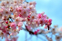 近所お散歩～桜1～