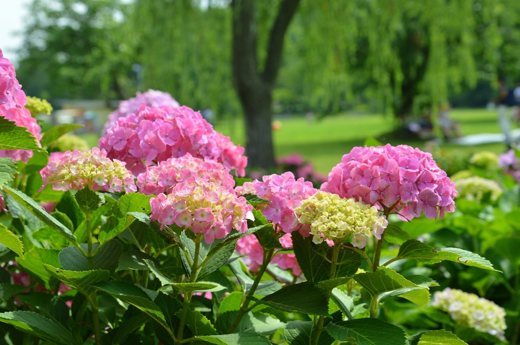 万博公園あじさいまつり～1～