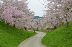 篠山の桜5