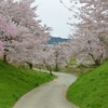 篠山の桜5