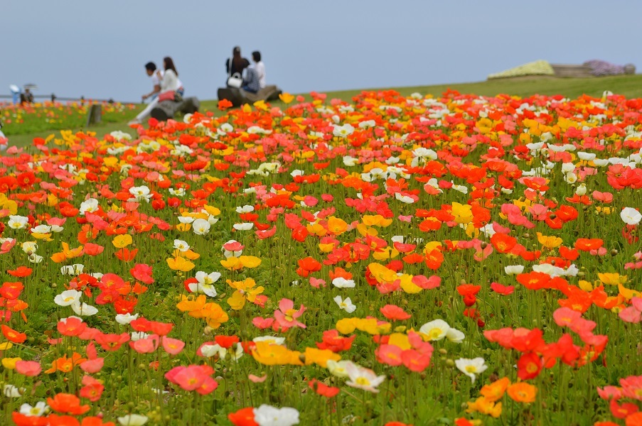 あわじ花さじき2015①