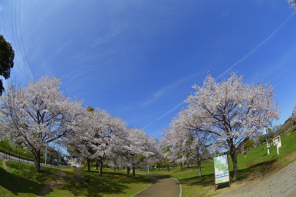 桜2
