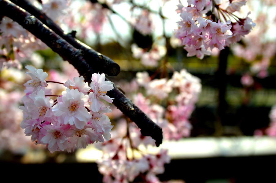 近所お散歩～桜2～