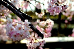 近所お散歩～桜2～