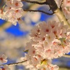 須磨浦公園1