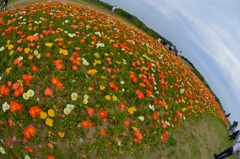 あわじ花さじき2015⑤