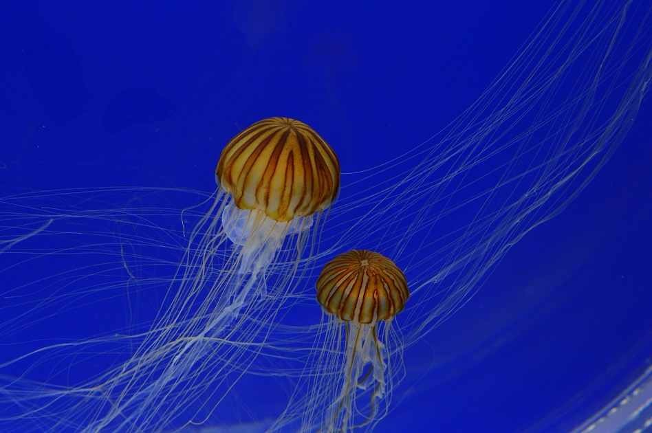 須磨水族館4