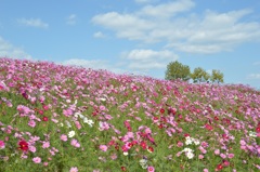 あわじ花さじき