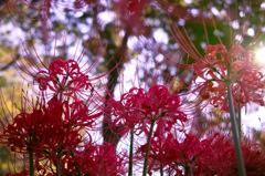 SDIM0782