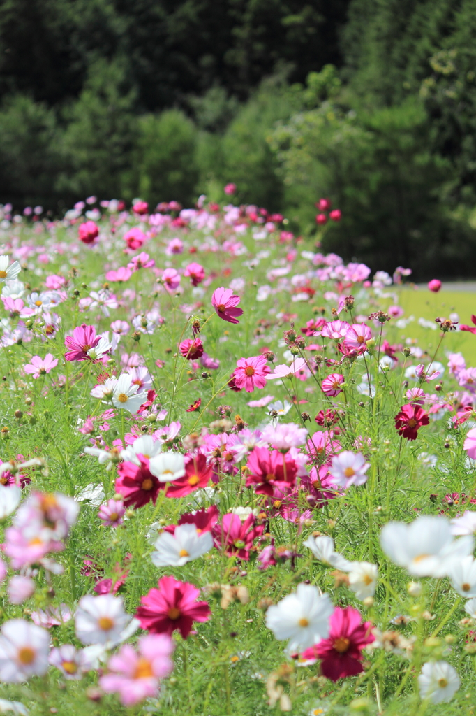 コスモス畑