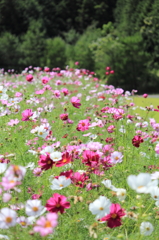 コスモス畑