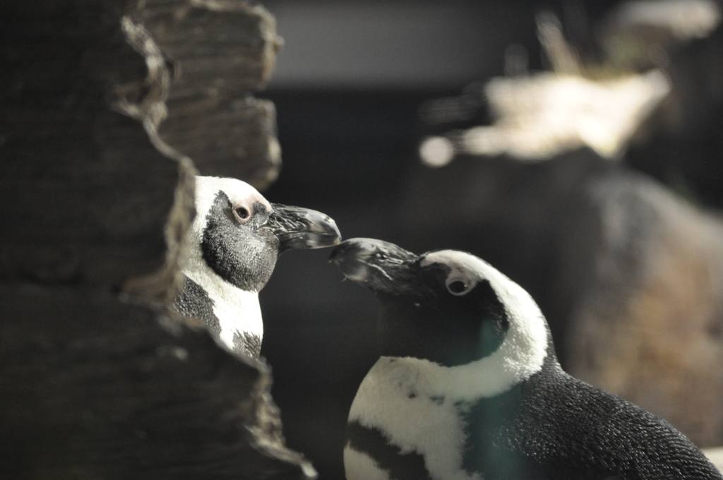 【京都水族館】