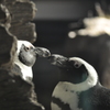 【京都水族館】