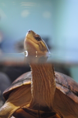 【京都水族館】