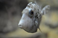 【京都水族館】
