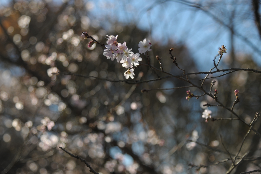 冬桜