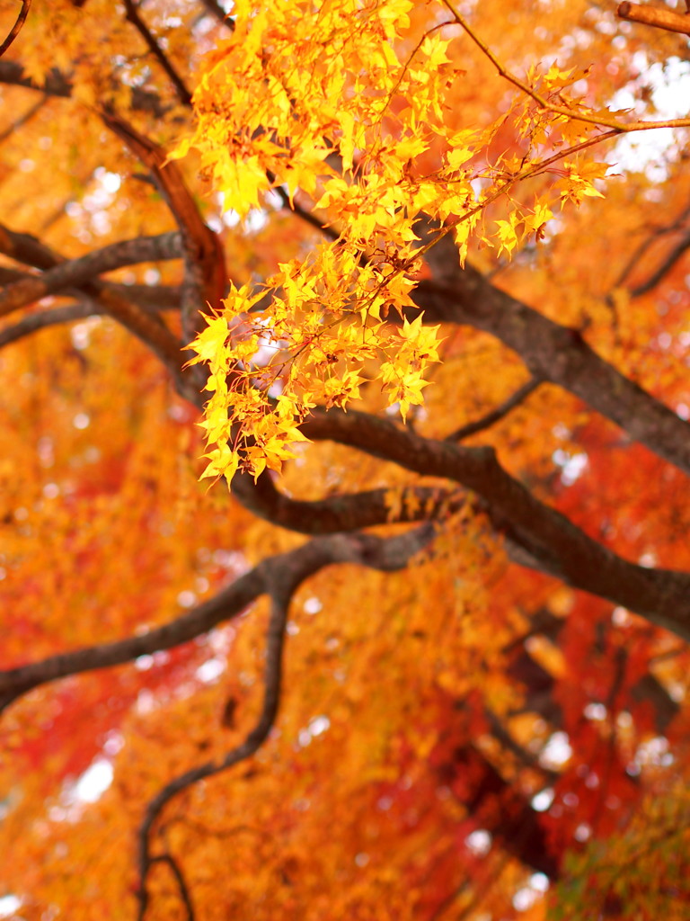 Red & Yellow