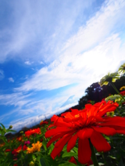 富士の見える花畑