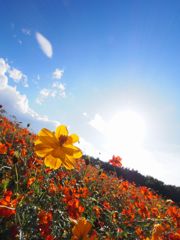 山中湖のキバナコスモス